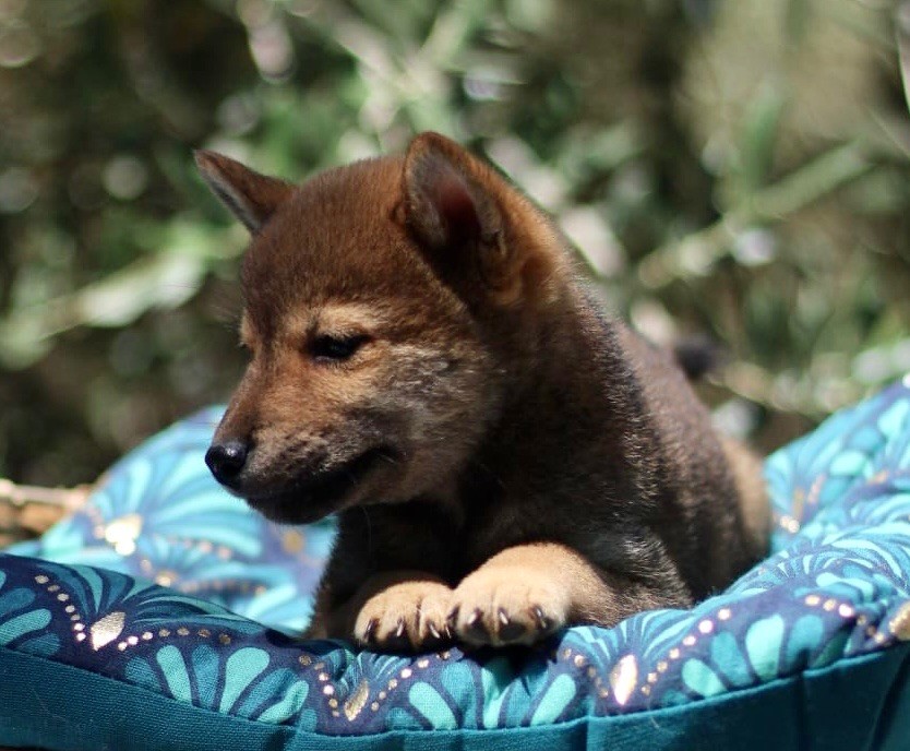 du royaume des hauts de Nimes - Chiots disponibles - Shiba