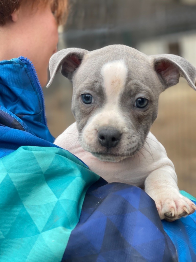 Chiot Staffordshire Bull Terrier du royaume des hauts de Nimes