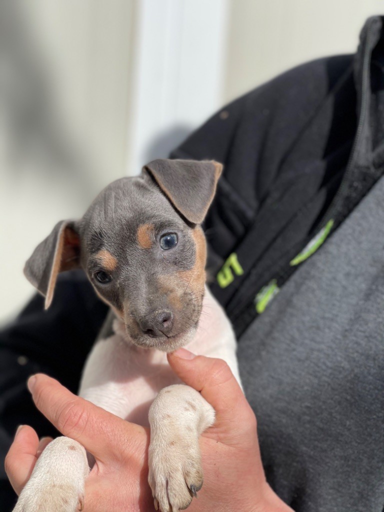 Chiot Terrier Bresilien du royaume des hauts de Nimes