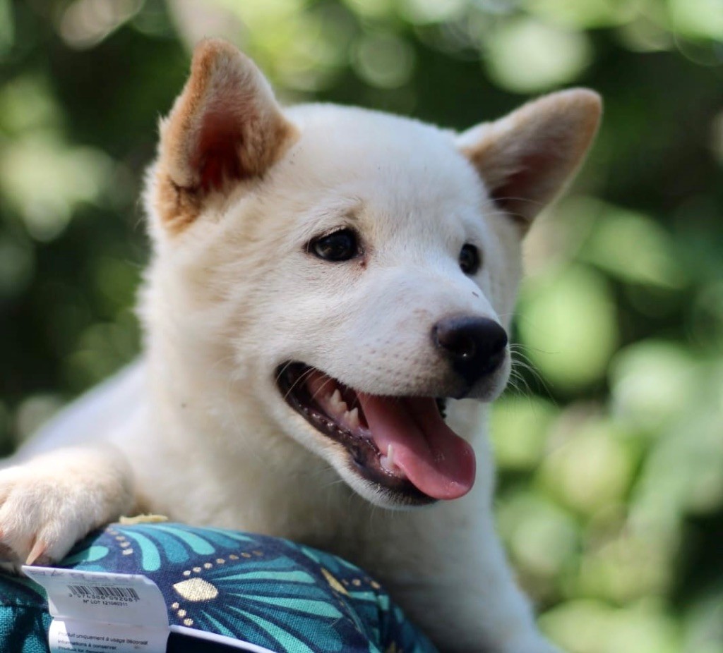 Chiot Shiba du royaume des hauts de Nimes