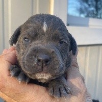 CHIOT