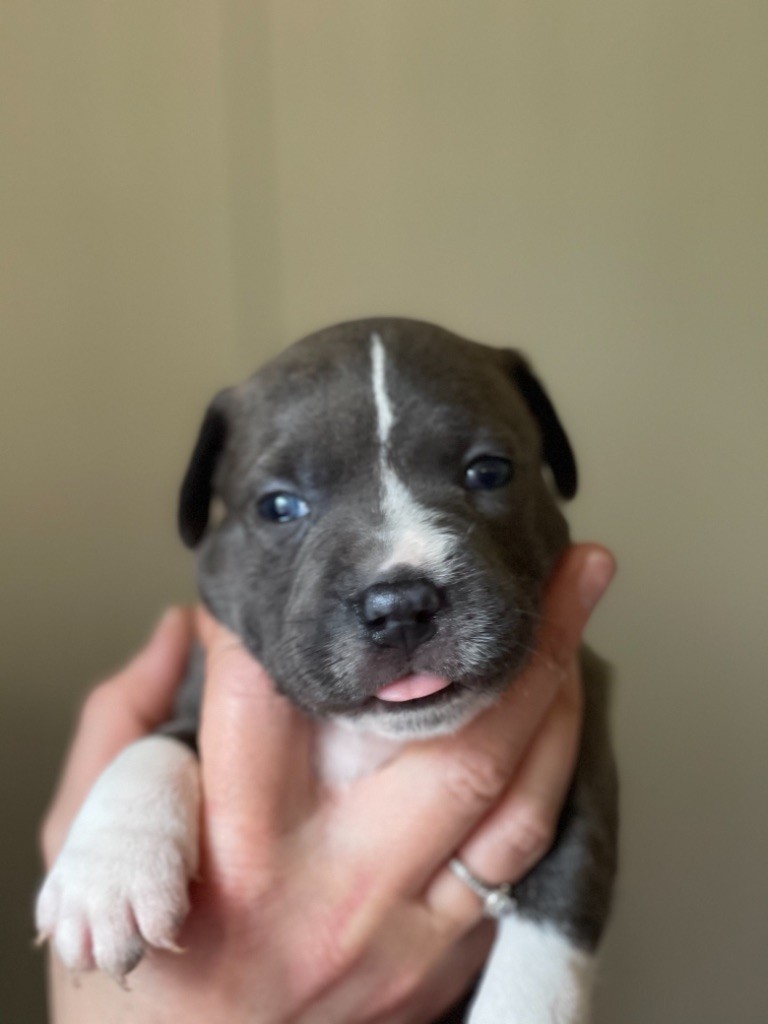 Chiot Staffordshire Bull Terrier du royaume des hauts de Nimes
