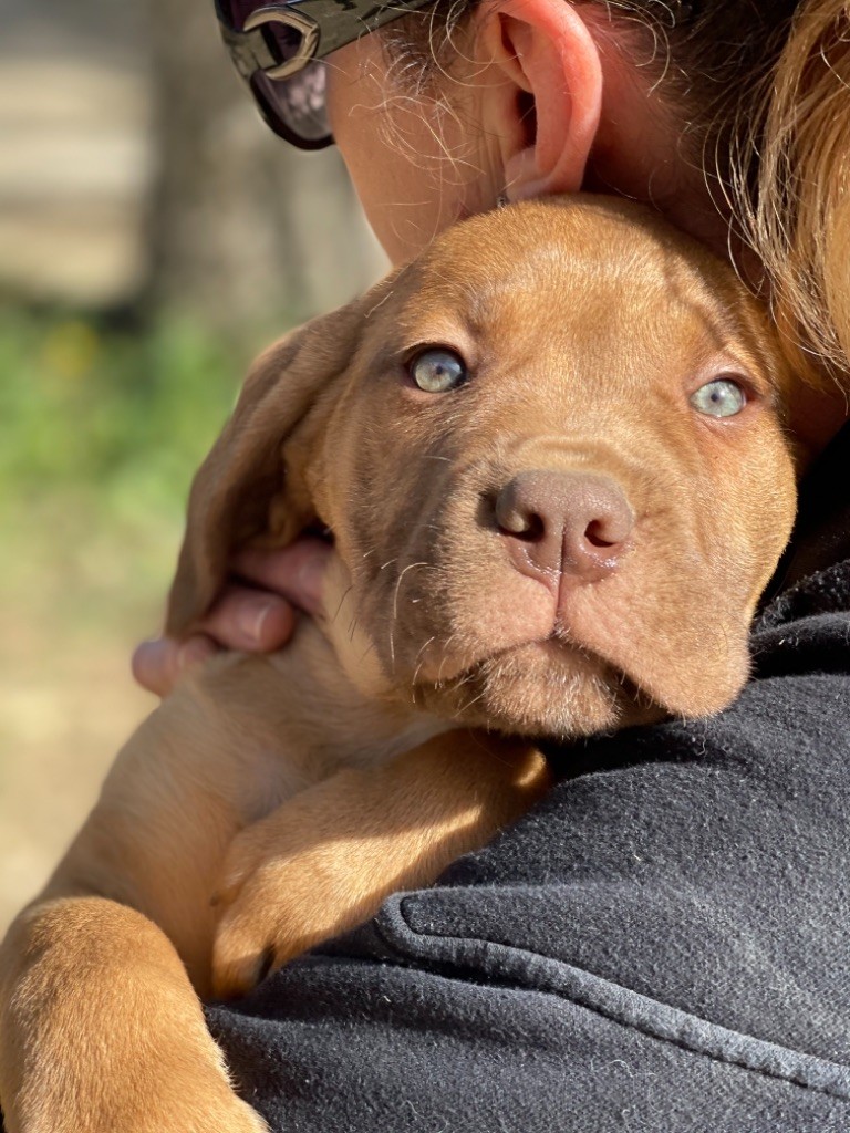 Chiot Cane Corso du royaume des hauts de Nimes